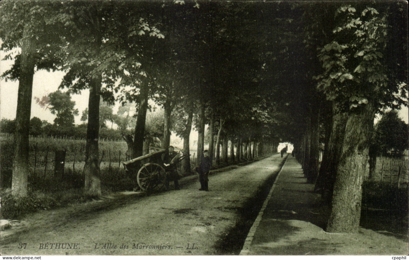 Bethune - L'Allee des Marronniers - Chesnut Trees - CPA