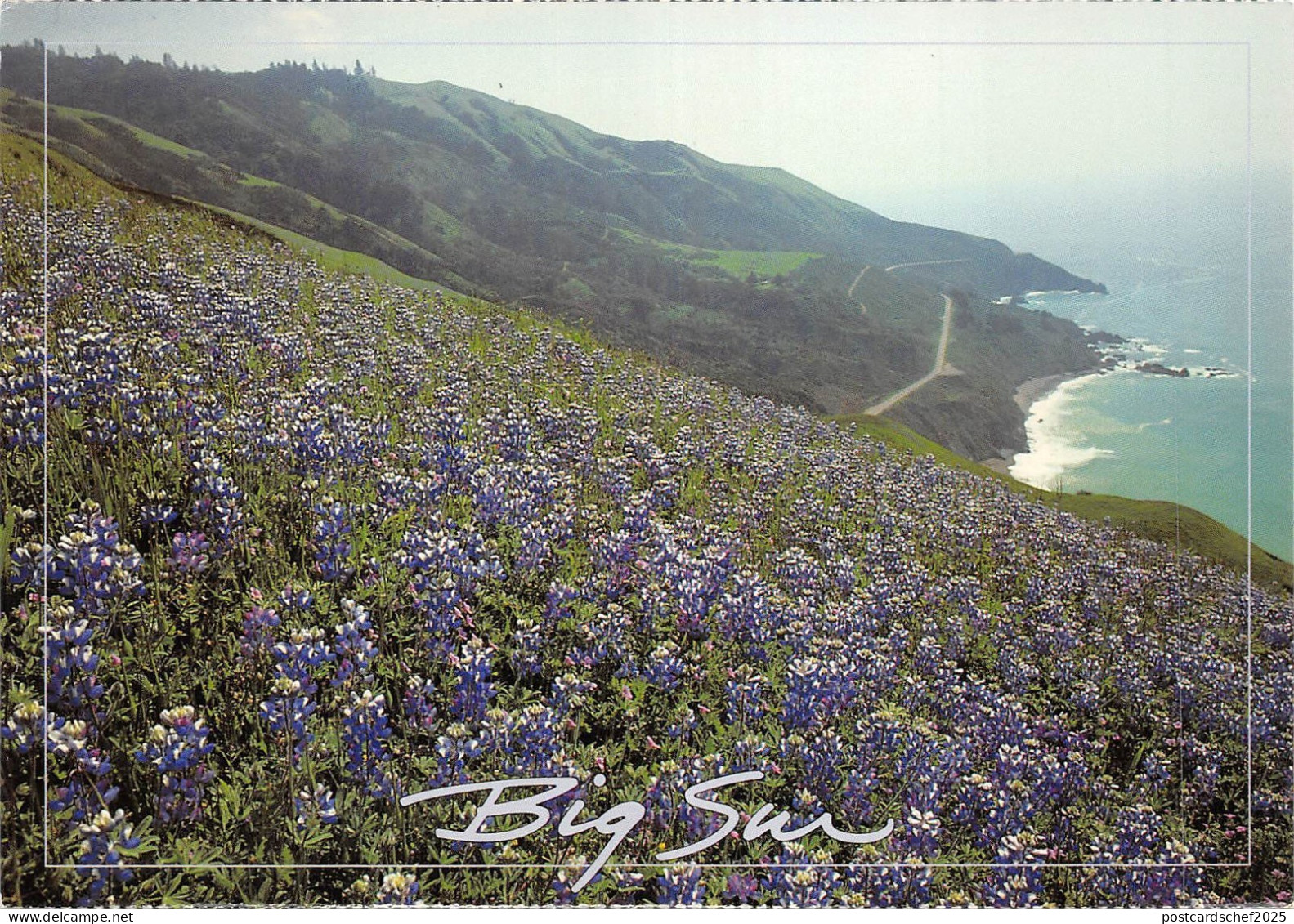 BF1187 spring wildflowers and the big sur coast  California