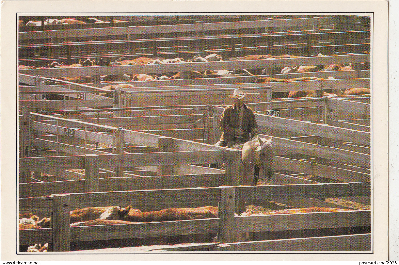 BF17842 amarillo troupeau au corral texas USA  front/back image