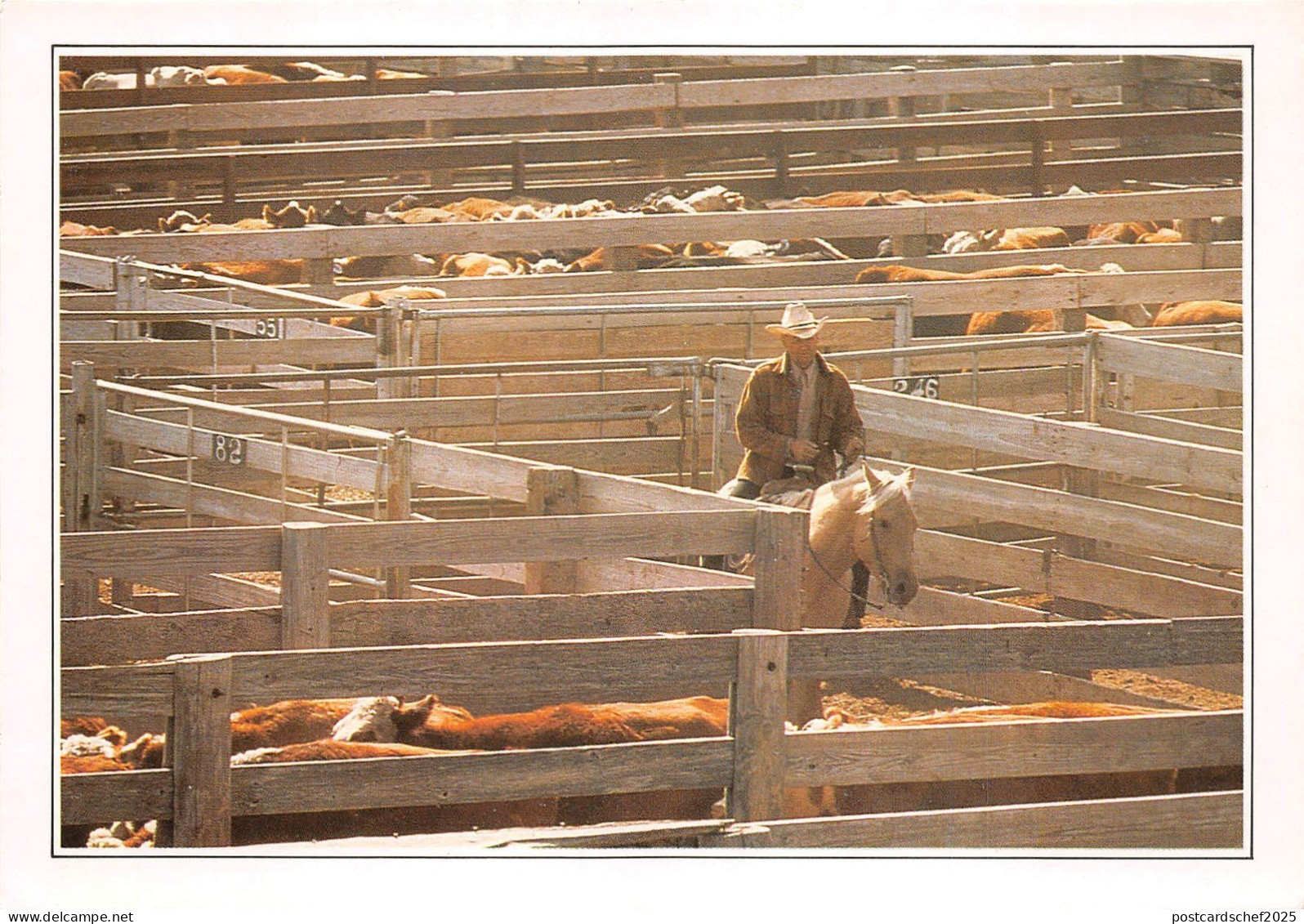 BF36360 amarillo cattle in the corral cow horse types USA  front/back scan