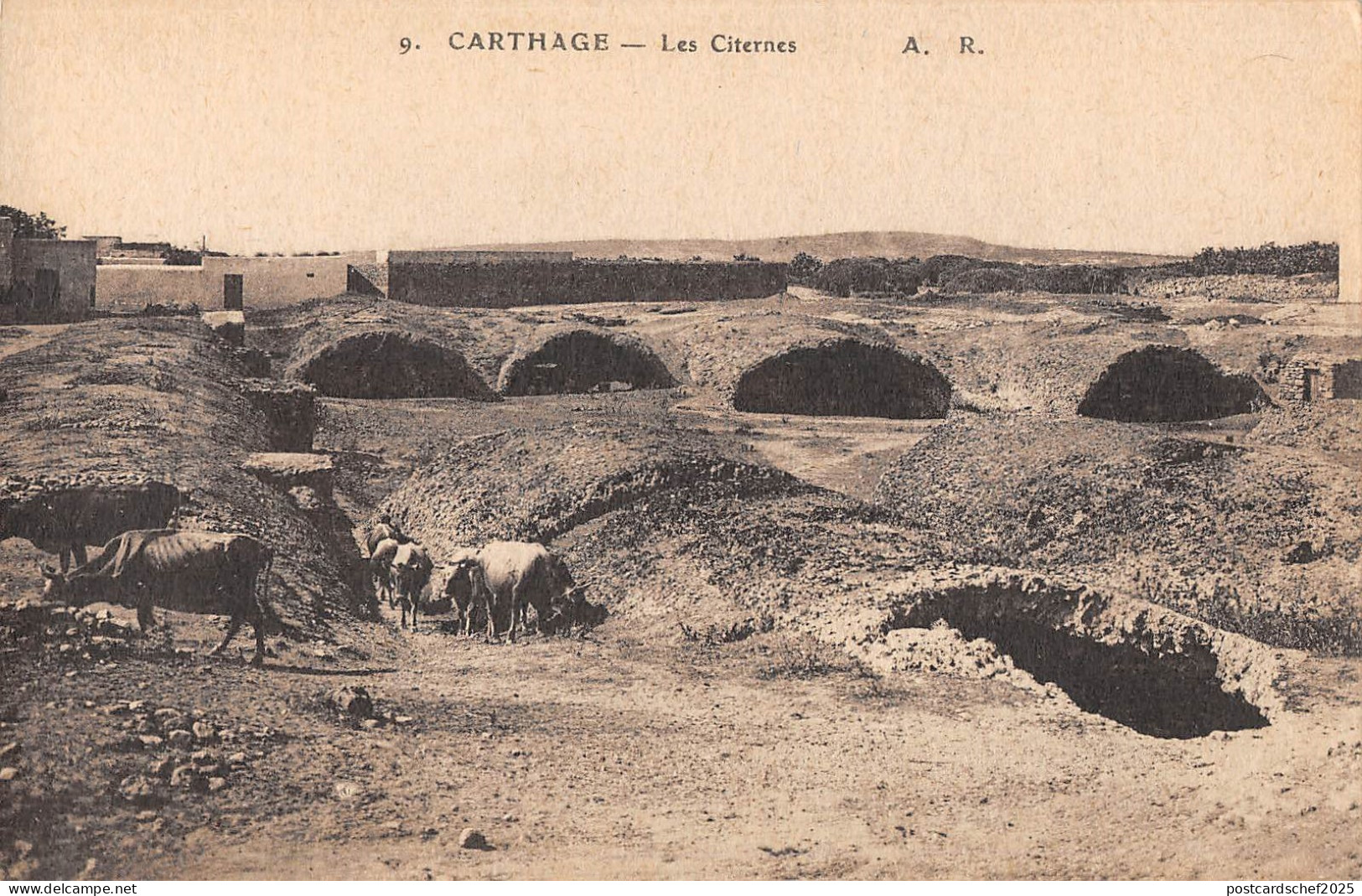 BF9094 les citernes cow carthage tunisia   Tunisia