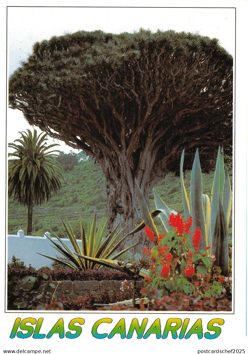 BG27583 islas canarias    spain