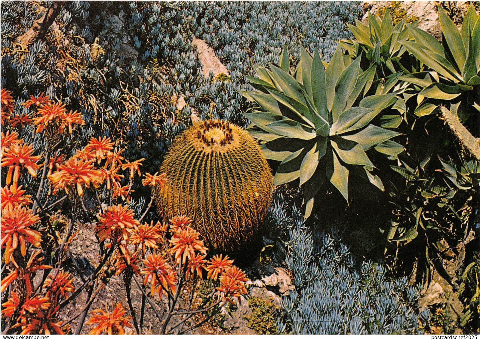 BG28150 monaco le jardin exotique  france