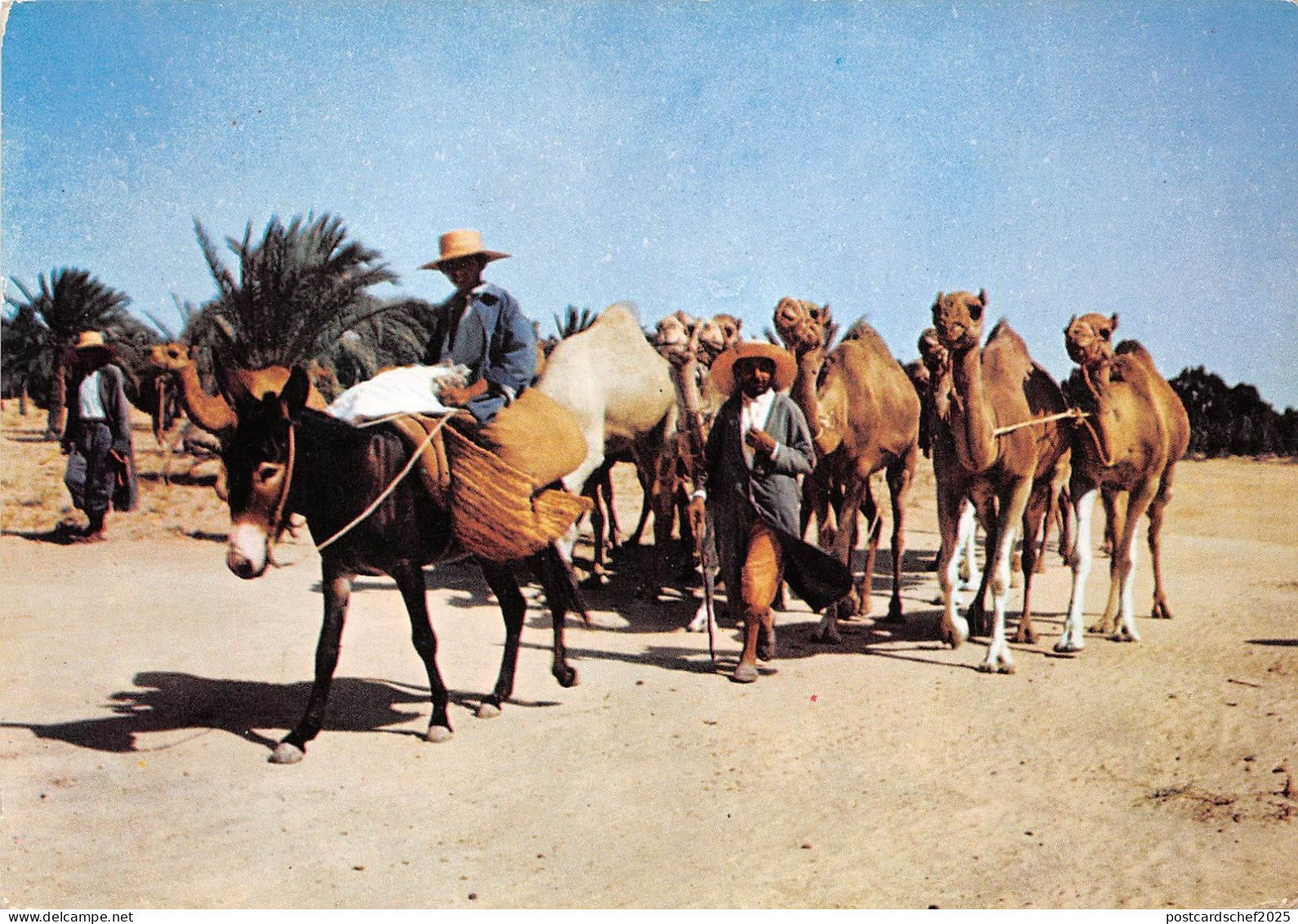 BG33789 donkey camel sud tunisien la caravanne tunisia africa