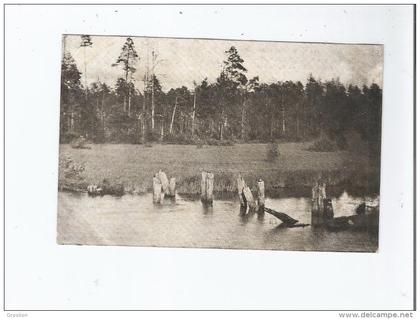 LA FORET DE BIALOWIEZA (POLOGNE ET BIELORUSSIE)