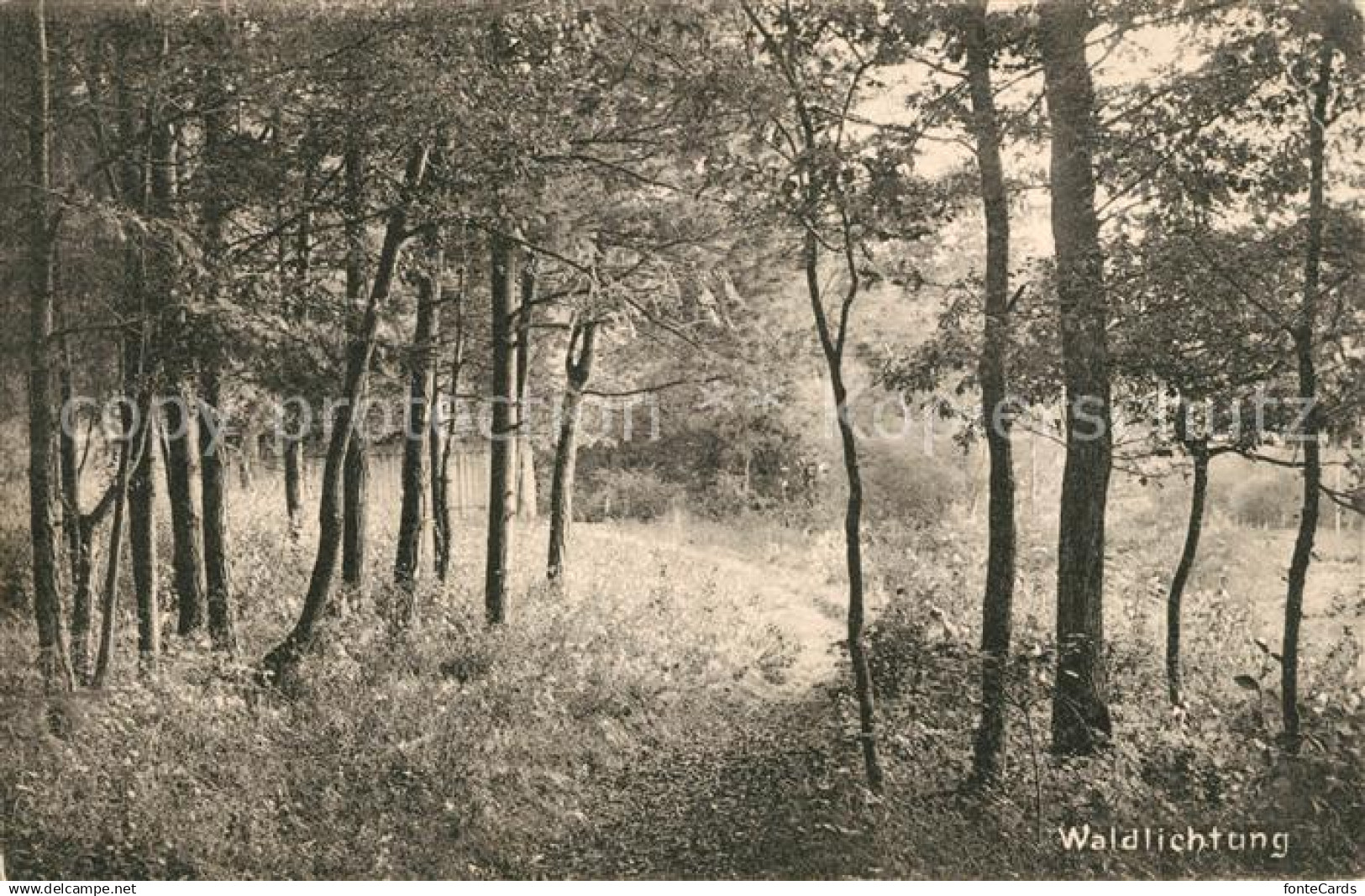 Birsfelden Waldlichtung