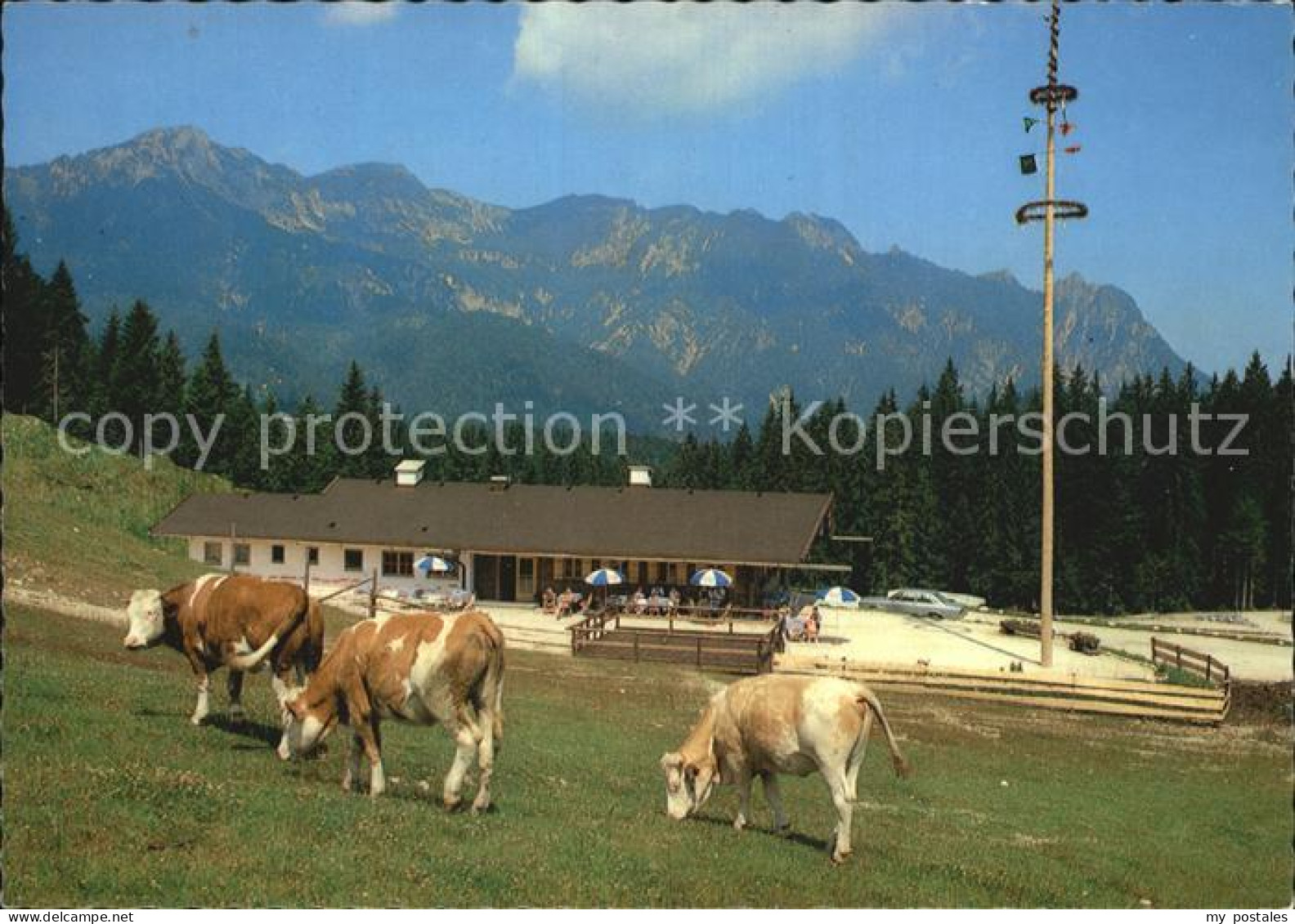 Bischofswiesen Goetschenalm Loipi Kuehe