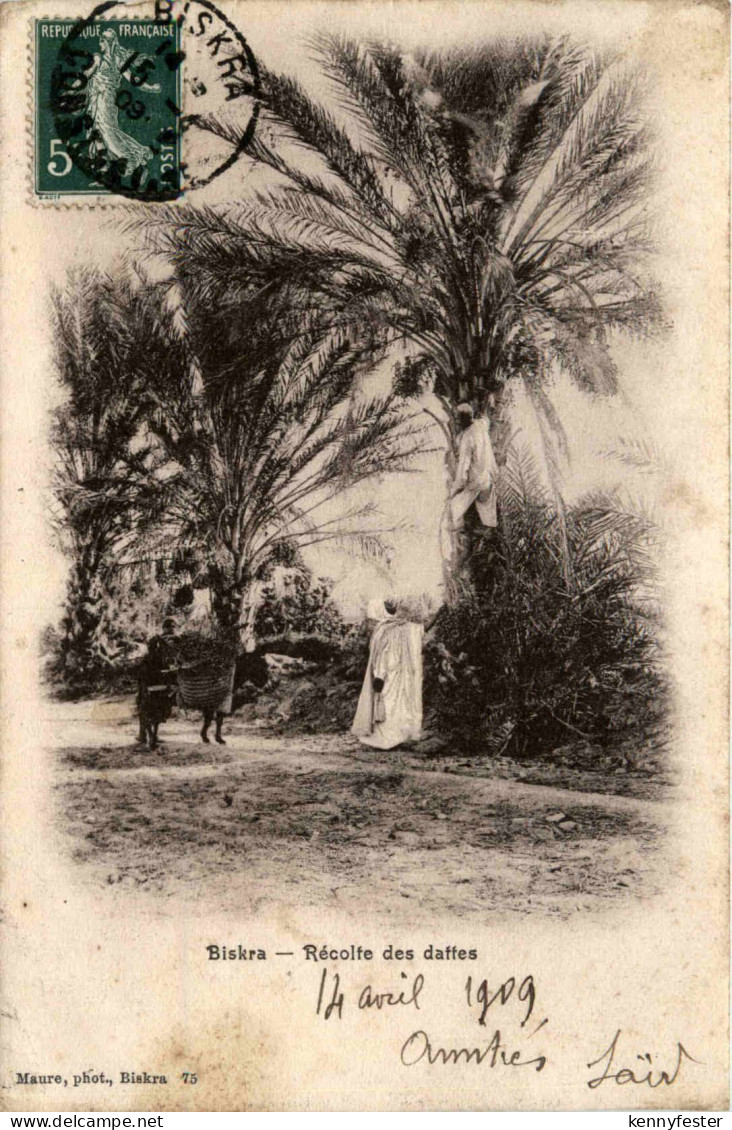 Biskra, Recolte des daffes