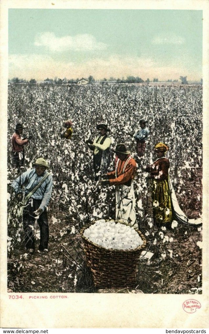 Black Americana, "Picking Cotton" (1900s) Detroit Publishing Co. 7034 Postcard