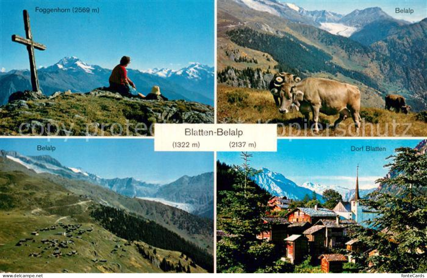 Blatten  VS Foggenhorn Belalp Kuehe Dorf Blatten