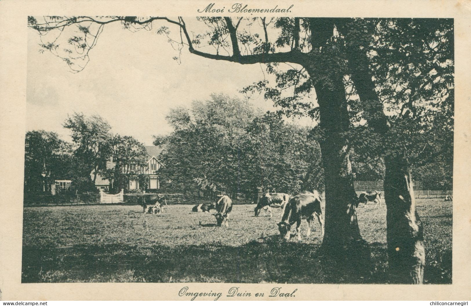 * BLOEMENDAAL - Omgeving Duin en Daal - Vaches en Pâture - Vache - Mooi Bloemendaal - 1917