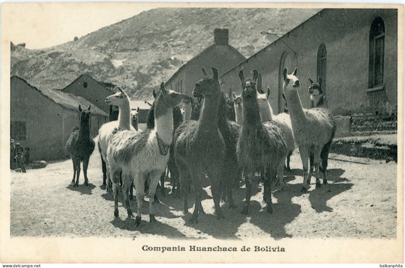 Bolivia Llamas in Town Huanchaca Company