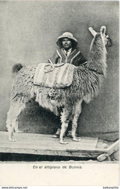 Bolivia Highlands Llama