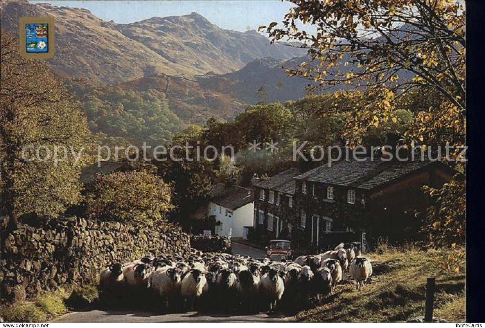 Borrowdale Drivine Sheep