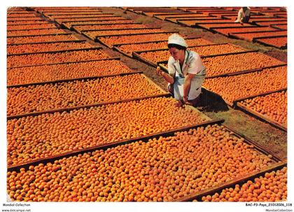 BACP3-0237-BOTSWANA - BECHUANALAND - Drying apricots