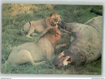 38065152 - Loewen beim Jagen