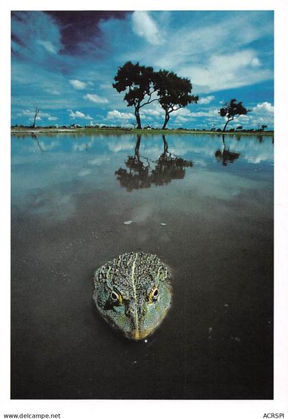 BOTSWANA African Bullfrog pyxicephalus adspersus édition Frans Lanting RSA GAROBONE  (2 scans) N°28 \MP7111