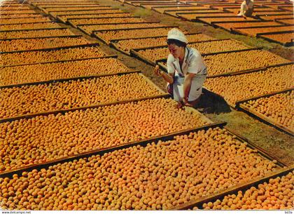 BOTSWANA LES ABRICOTS