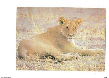 cpm - Botswana - Lionne - Lioness - Chobe National Park - 1987 -