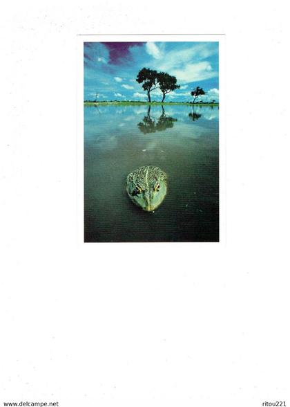 cpm - Botswana Pays en Afrique australe - African Bullfrog - grenouille -  taschen 1997