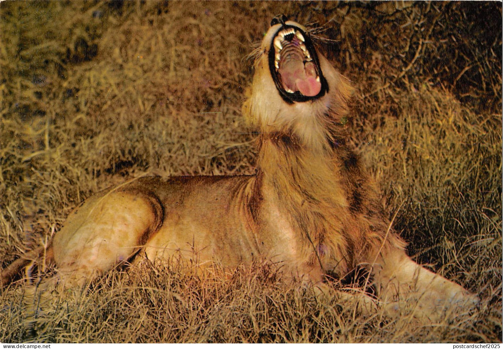 BR100641 kenya lion  animal animaux  kenya  africa