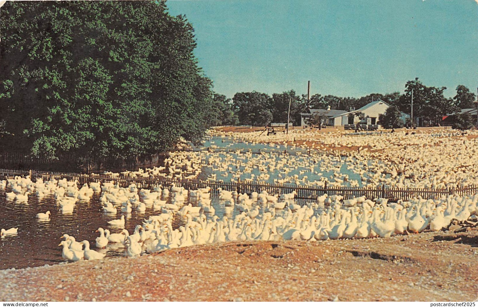 BR10887 Long Island Ducks animals animaux  usa