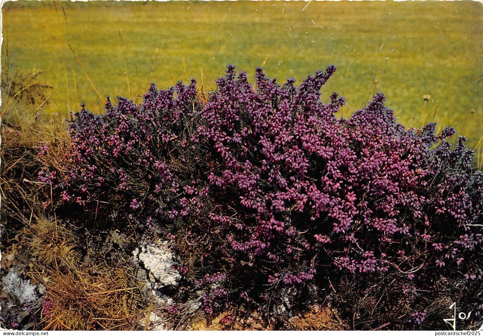 BR12682 La Bretagne Fleurs de Bretagne Bleun Brug  france