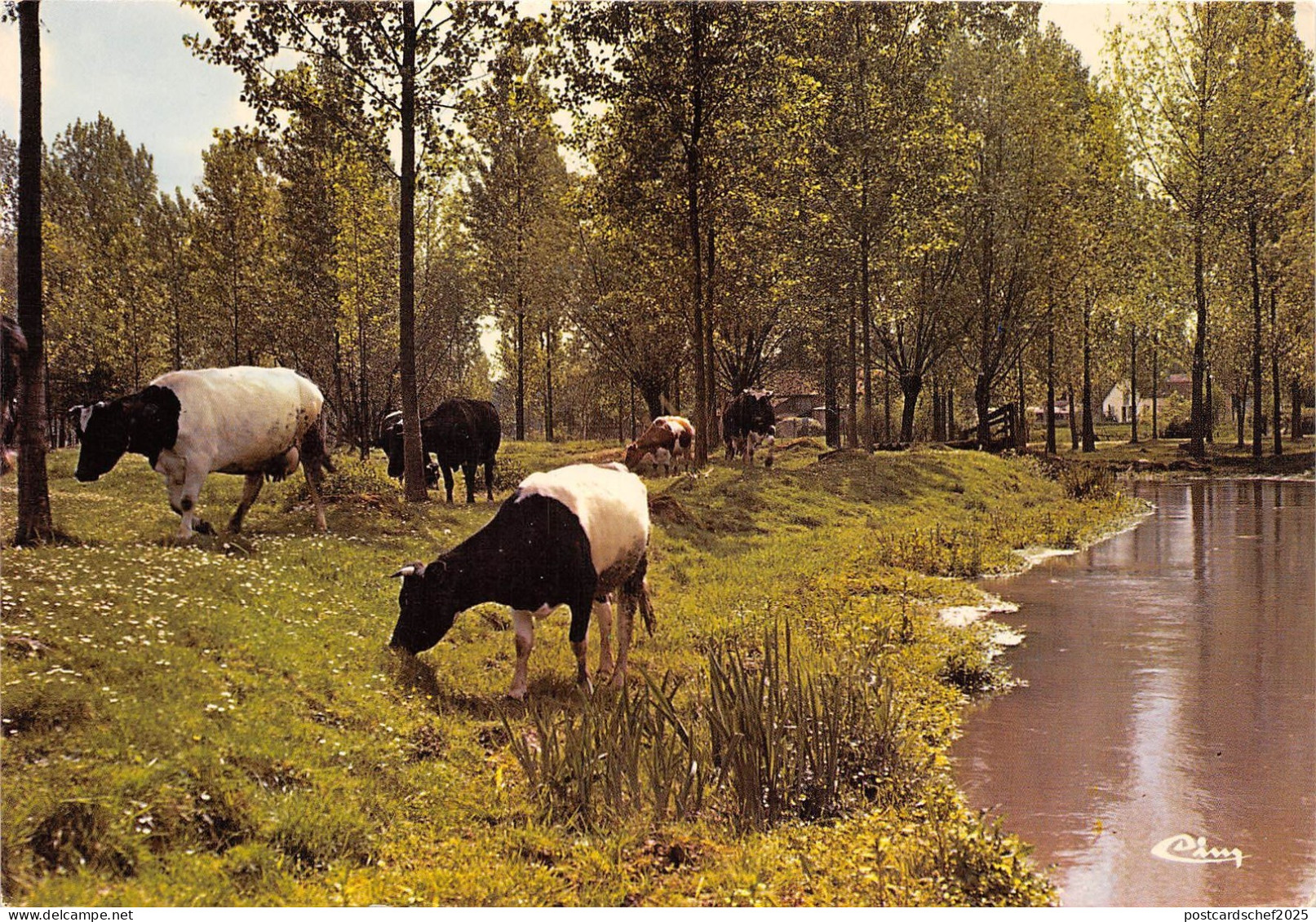 BR14588 Ailly sur Noye la Noye cow vaches  france