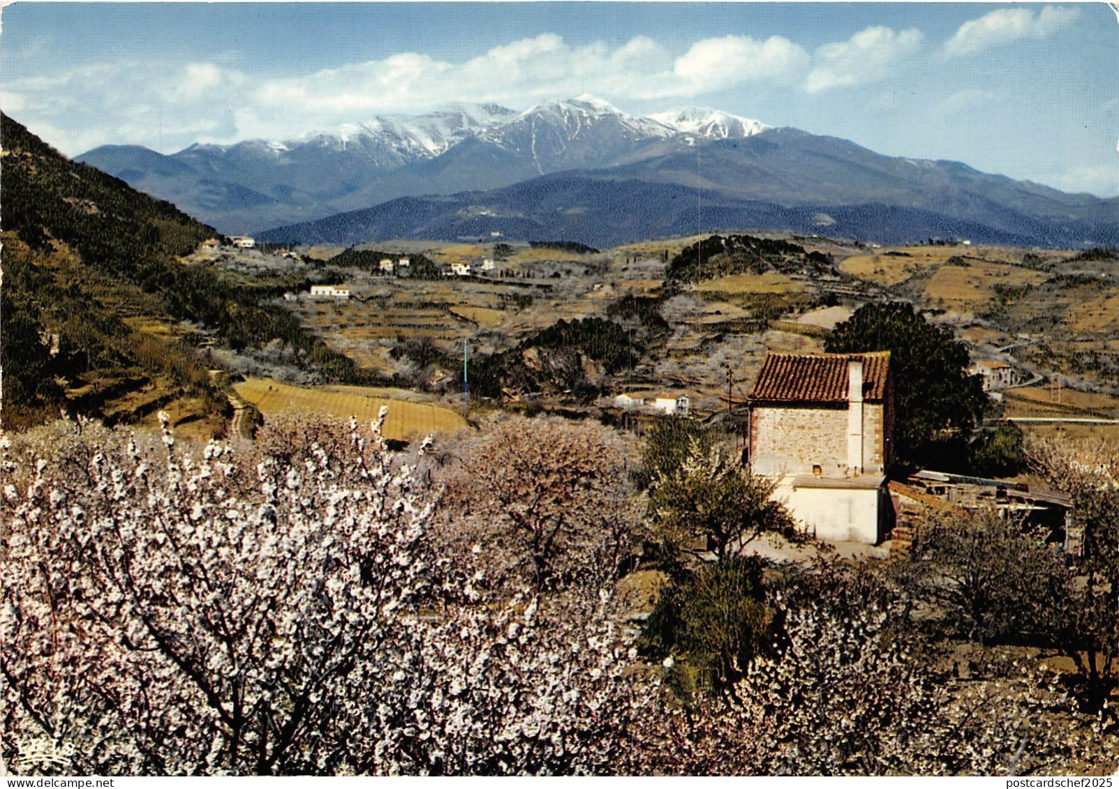 BR15606 Les cerisiers et le canigou  france