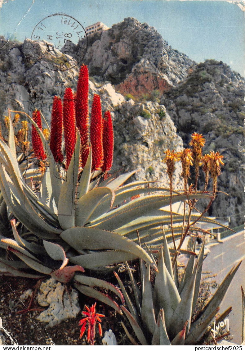 BR21138 La Cote azur Jardin exotique  france