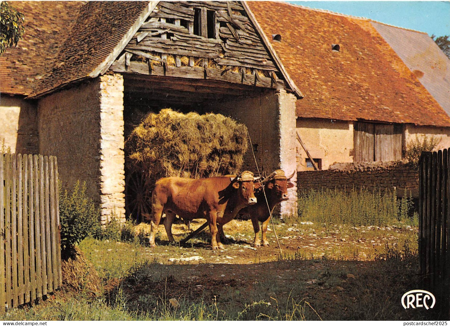 BR26053 Cow Vaches france France