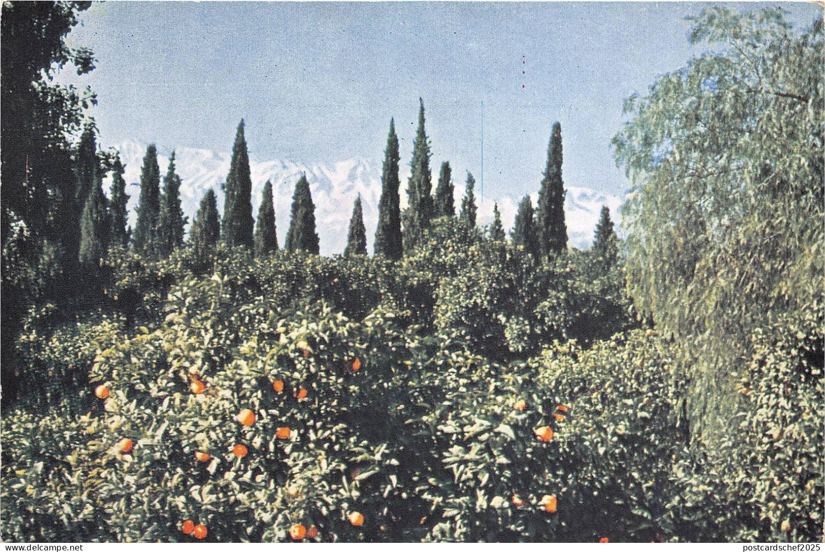 BR40473 Orange Grove Jalalabad  Afghanistan