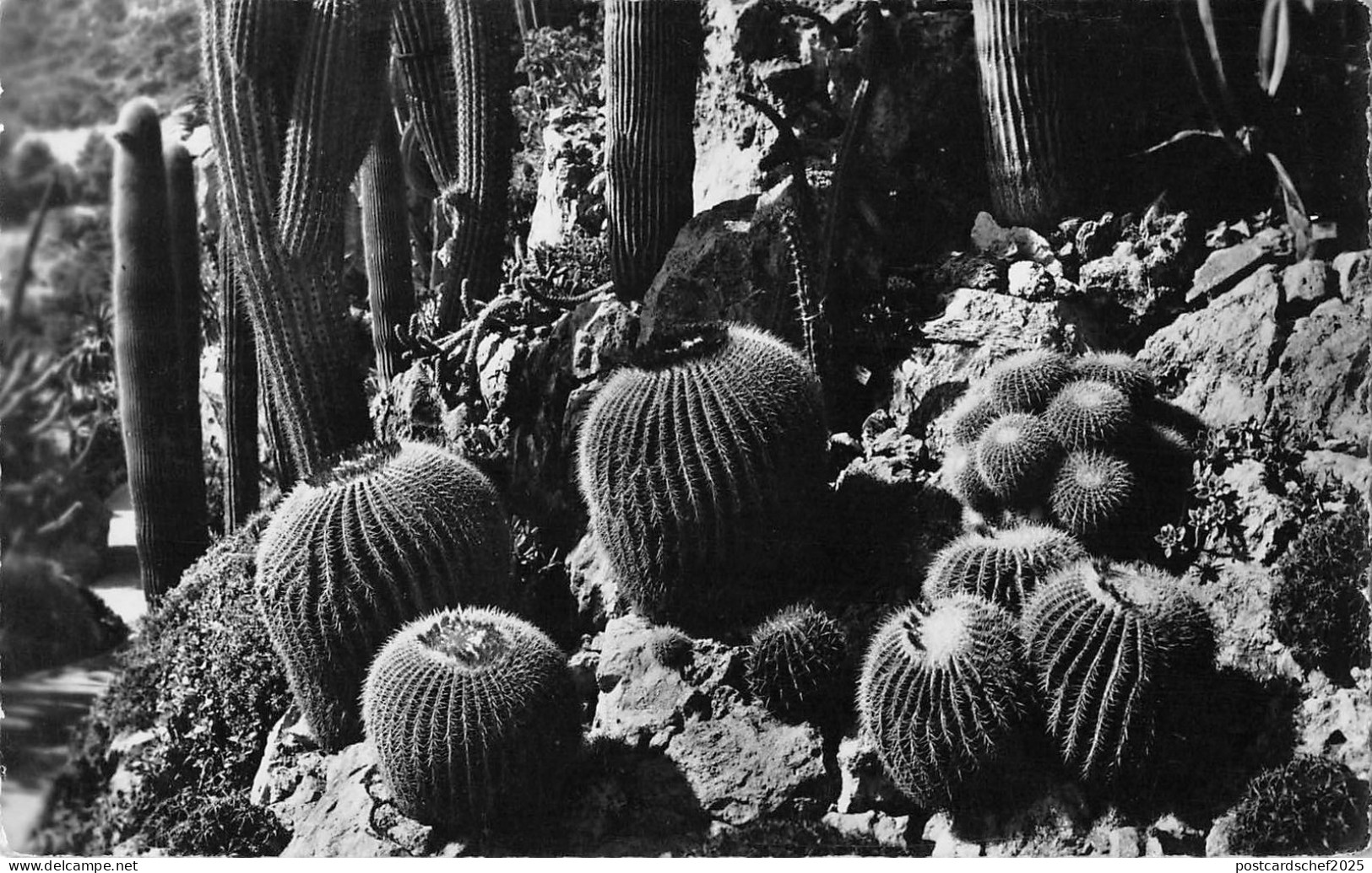 BR47908 Jardin exotique de monaco echinocactus grusoni et drivers   Monaco