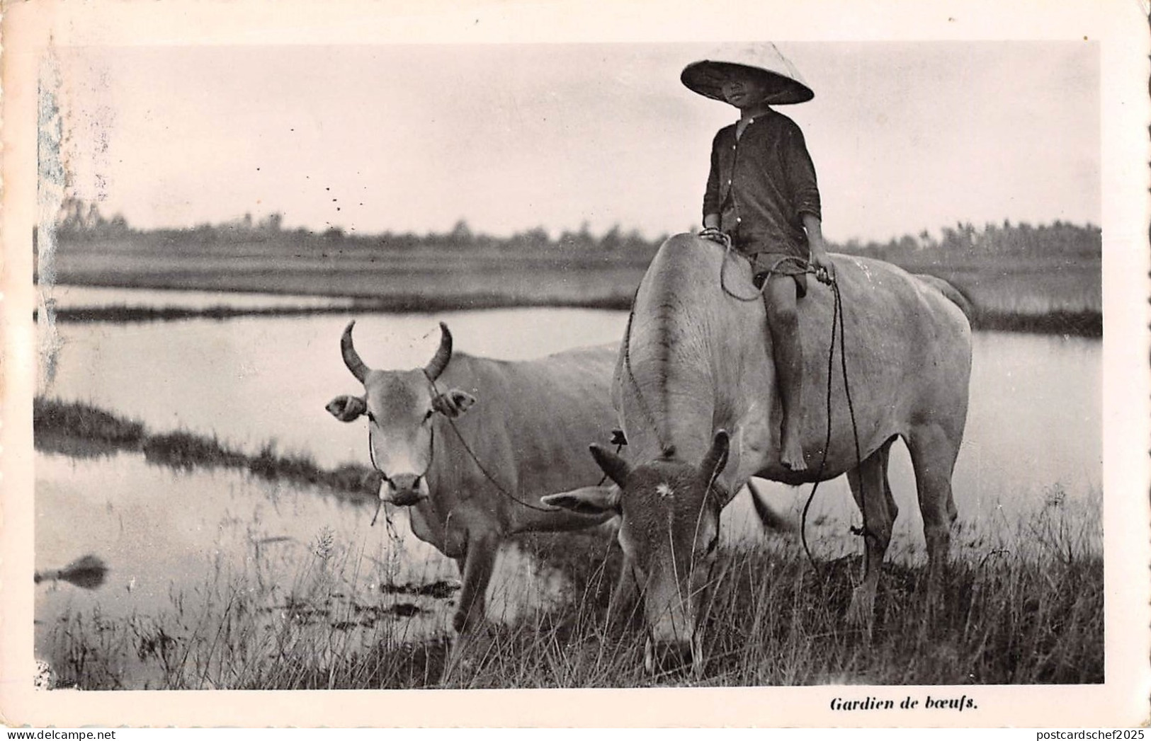 BR57391 Vietnam Gardien de boeufs cow vaches    Vietnam