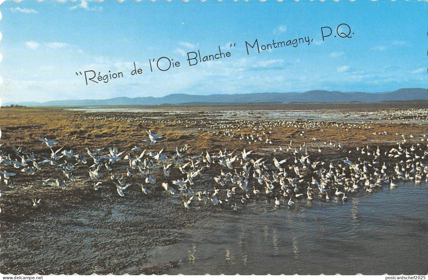 BR70872 montmagny  quebec les oies blanches canada