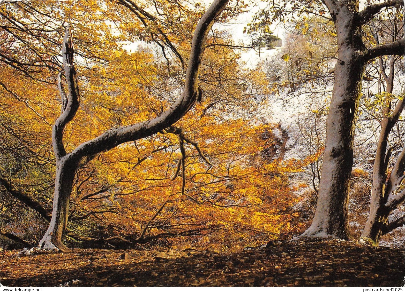 BR75912 back forest near gradbach staffordshire moorlands  uk