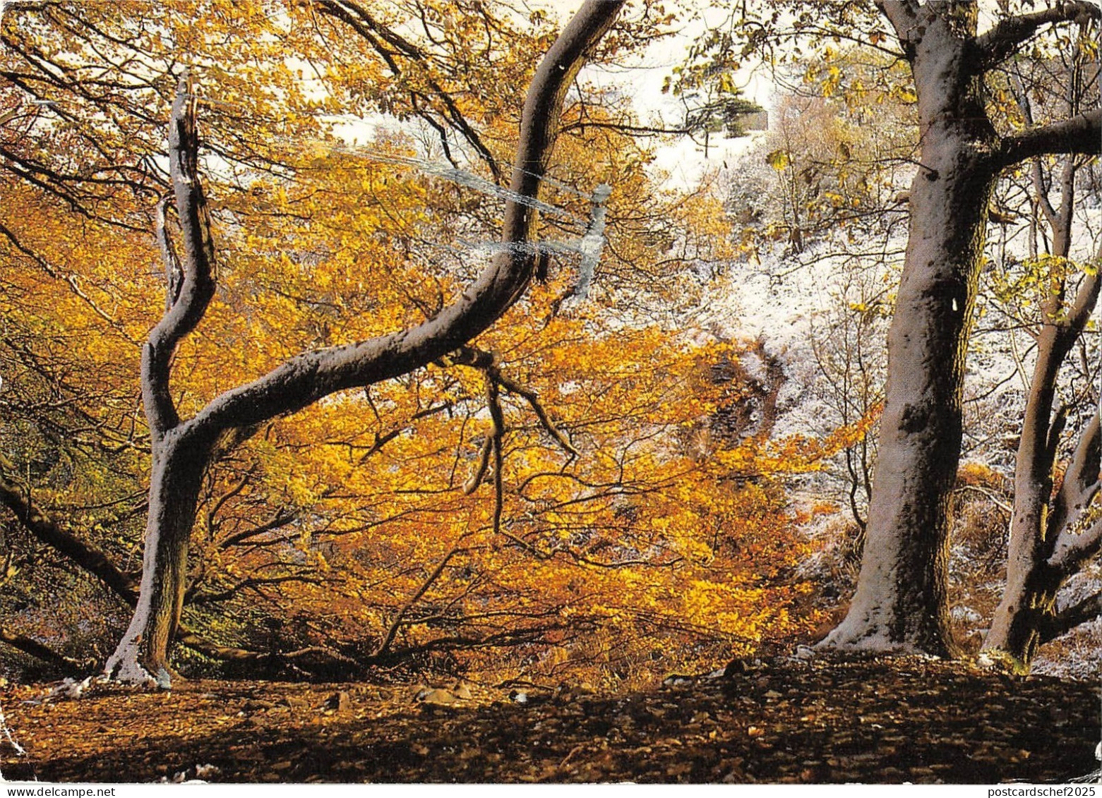 BR83491 back forest near gradbach in the staffordshire moorlands    uk