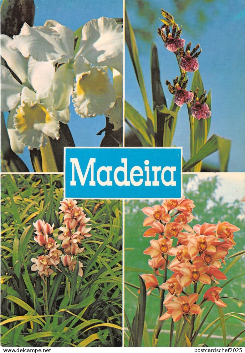 BR8904 Orquideas da Quinta da Boa Vista Funchal Madeira   portugal