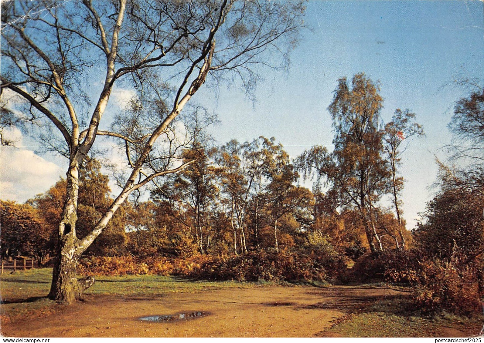 BR91171 sherwood forest nottinghamshire  uk