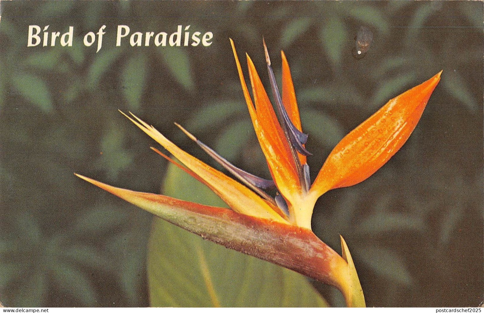 BR98850 bird of paradise flower costa rica