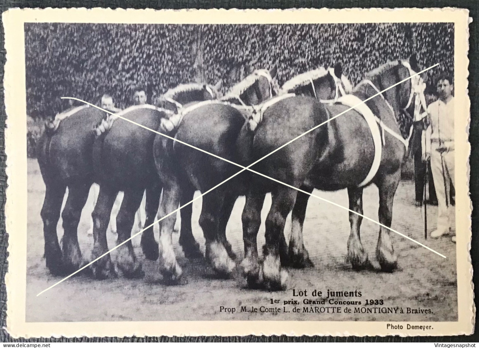BRAIVES Lot de juments 1er prix Concours 1933 Prop M. le Comte de MAROTTE de MONTIGNY CP édit. Le Sillon Belge La Hulpe