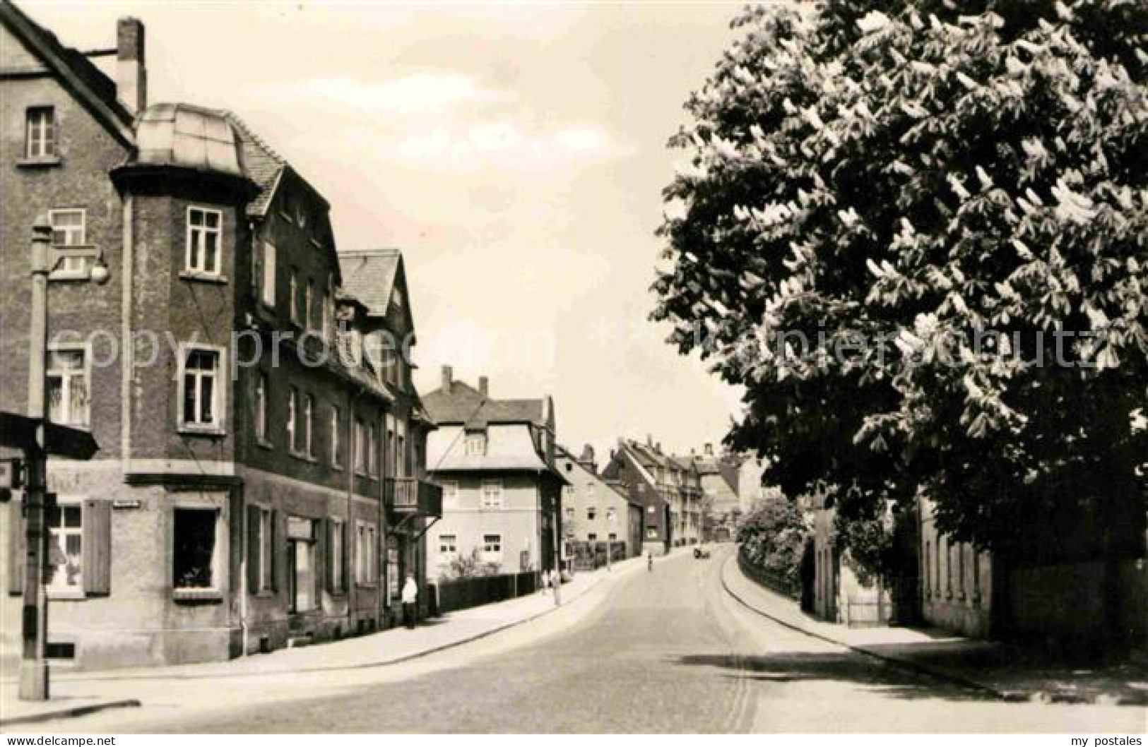 Brand-Erbisdorf Hauptstrasse Kastanienbaum