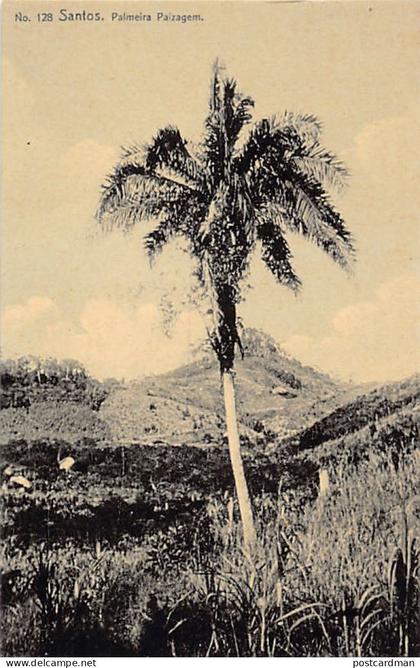 Brasil - SANTOS - Palmeira Paizagem - Ed. M. Pontes & Co. 128