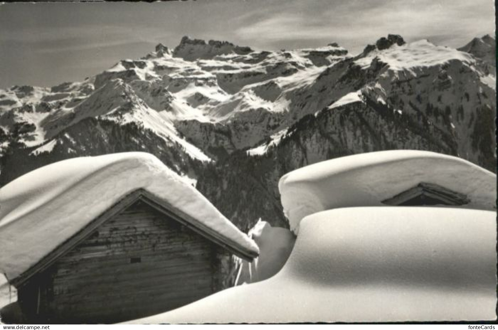 Braunwald GL Braunwald Kaerpfstock