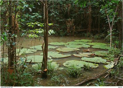 CPM AK Manaus Vitoria Regia BRAZIL (1463642)