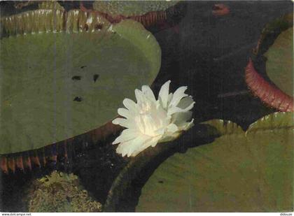 Brésil - Vitória-régia - Vitória-régia planta aquática da família das ninféaceas - Nénuphars - Fleurs - CPM - Voir Scans