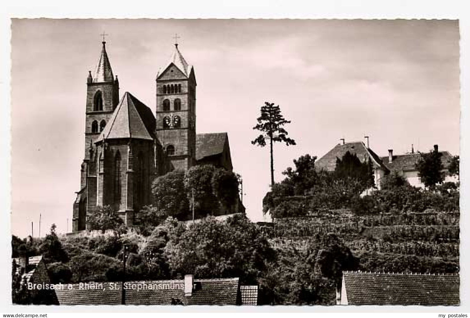 Breisach Rhein Breisach Muenster