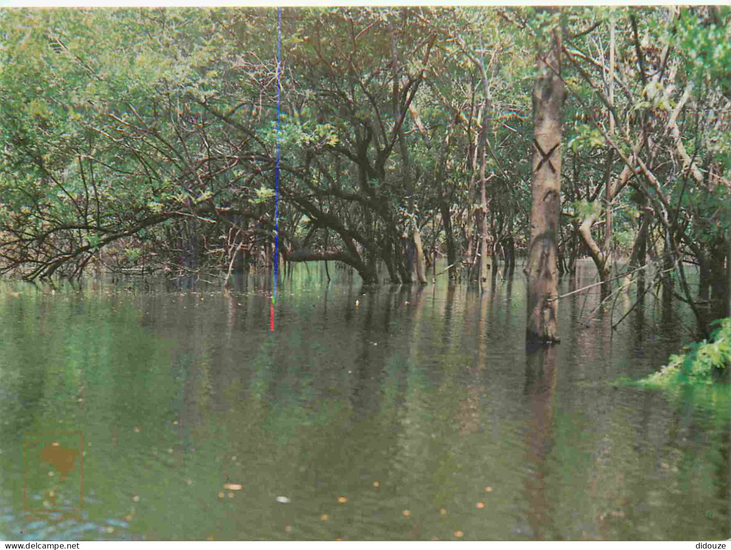 Brésil - Manaus - Igapó - Forêt Amazonienne - CPM - Voir Scans Recto-Verso