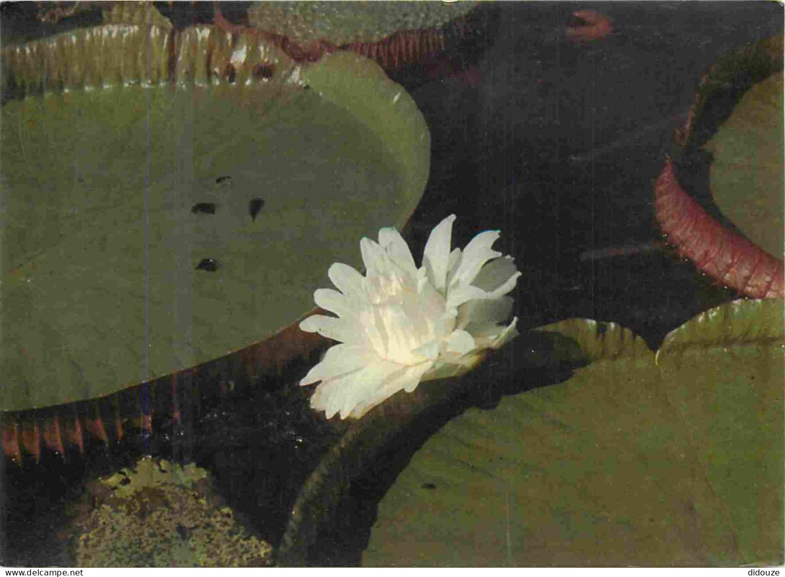 Brésil - Vitória-régia - Vitória-régia planta aquática da família das ninféaceas - Nénuphars - Fleurs - CPM - Voir Scans