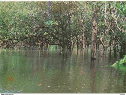 Carte Postale - Brésil - Manaus - Igapó - Forêt Amazonienne - CPM - Voir Scans Recto-Verso - Poscard - Carta Postal -  P